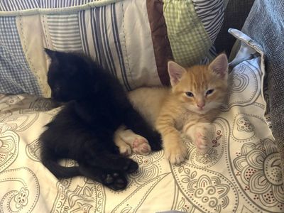 Kittens for adoption