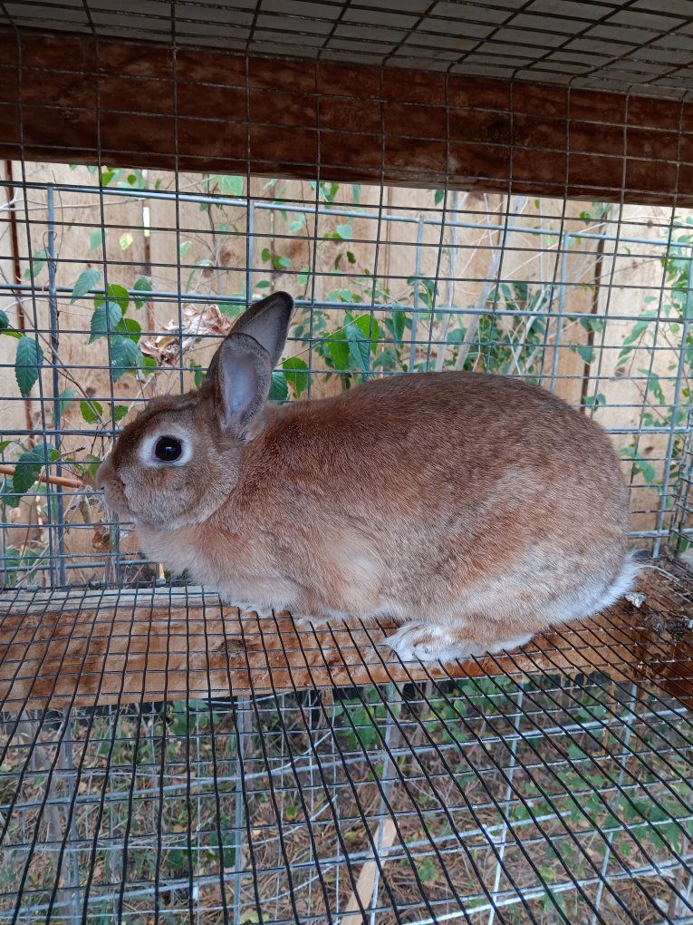 new Zealand rabbit