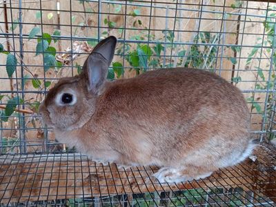 new Zealand rabbit