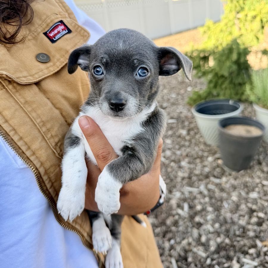 Tiny Purebred Chihuahua Puppies