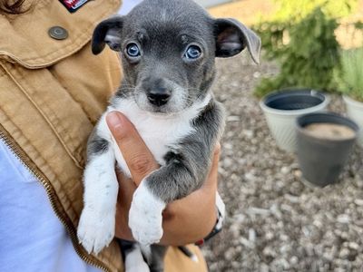 Tiny Purebred Chihuahua Puppies