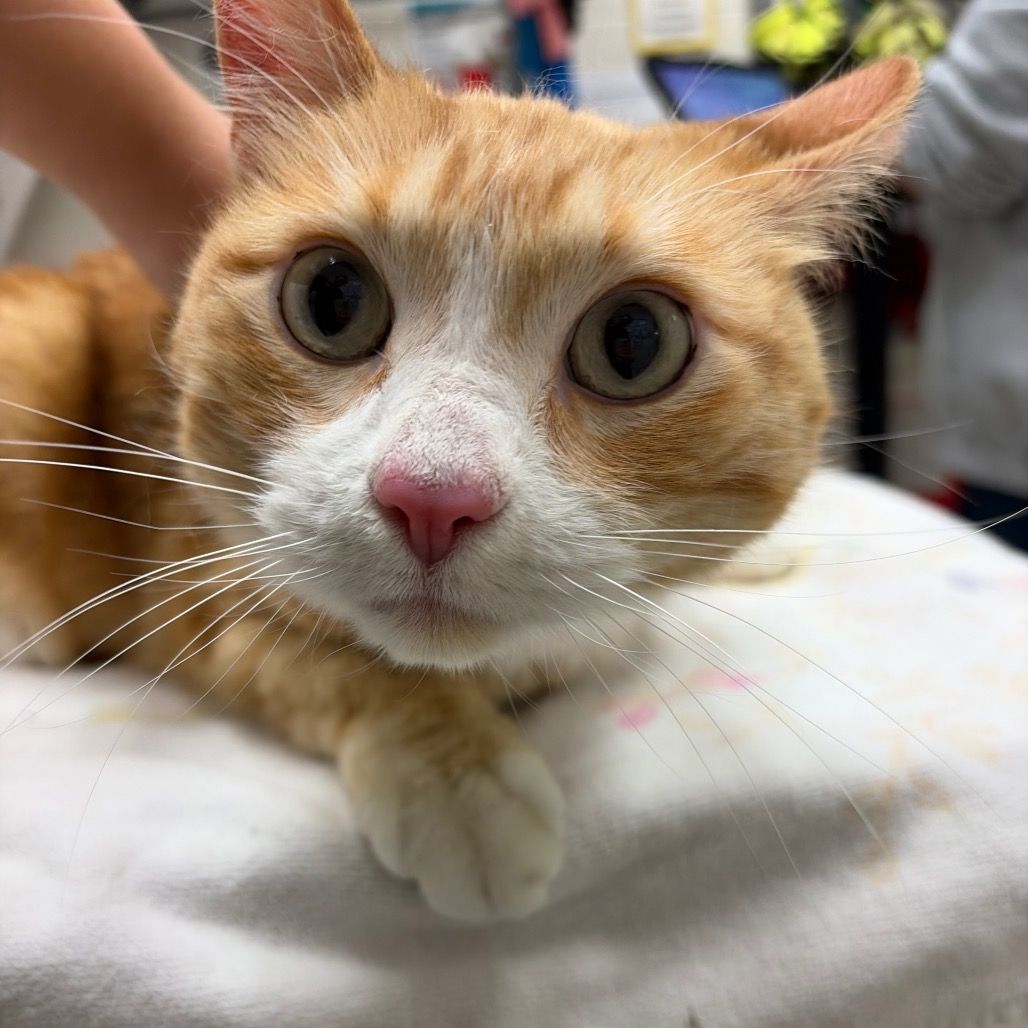 Hello my name is Willy Cat