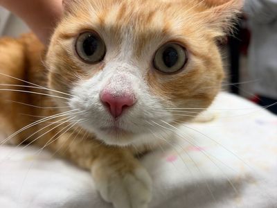 Hello my name is Willy Cat