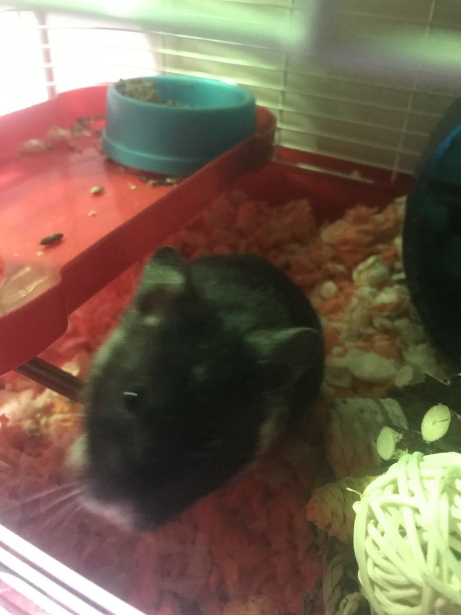 Cute Syrian hamster needs new home, cat trying to eat him