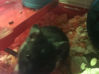 Cute Syrian hamster needs new home, cat trying to eat him
