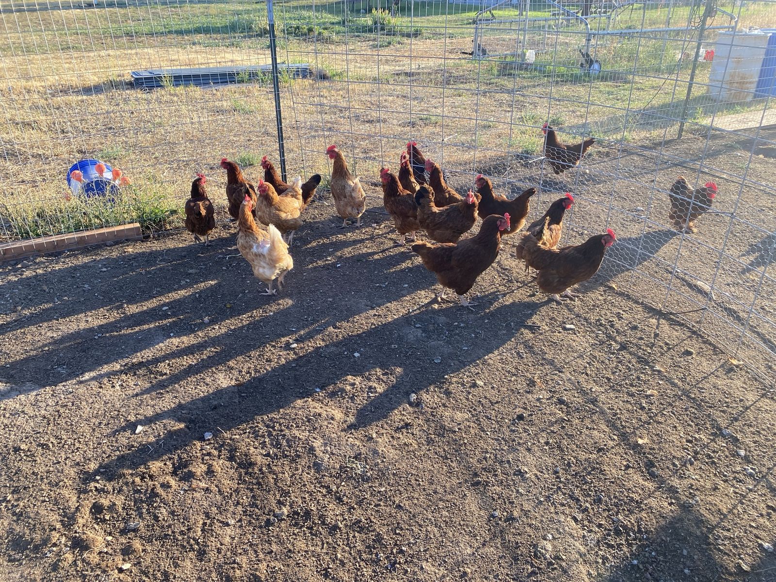 Rhode Island Red Laying Hens 