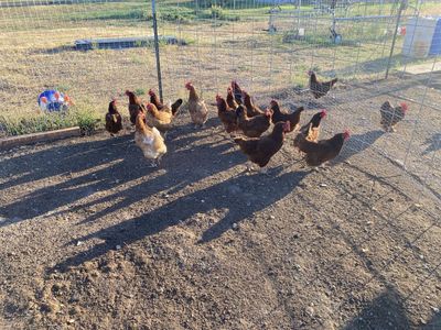 Rhode Island Red Laying Hens