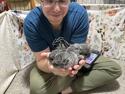 Baby Boy Chinchillas!!!
