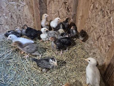 chicks! pullets! no heater needed!