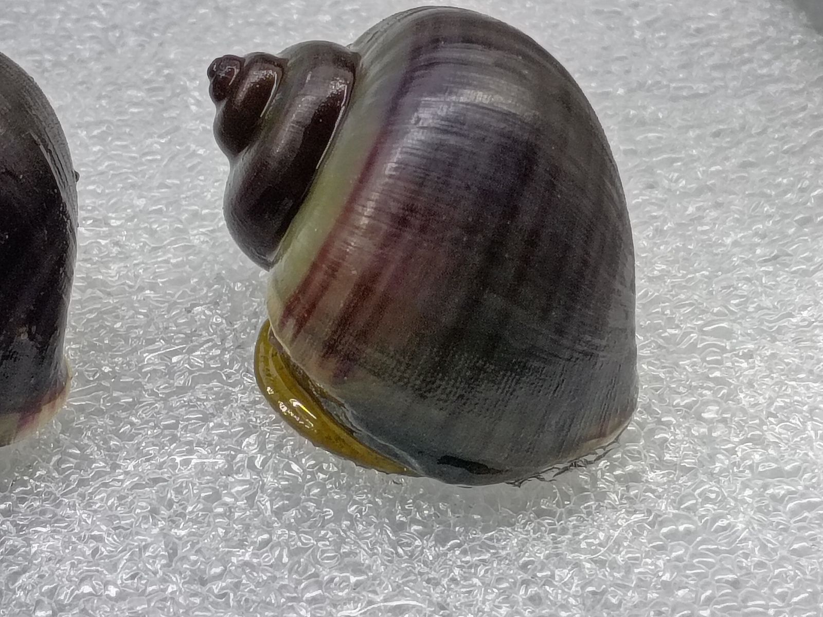 Main image 4