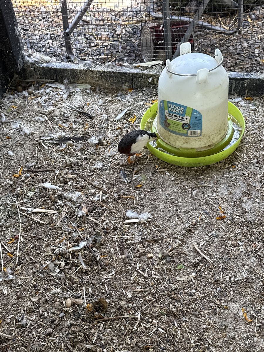 Button Quail