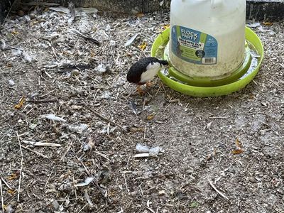 Button Quail