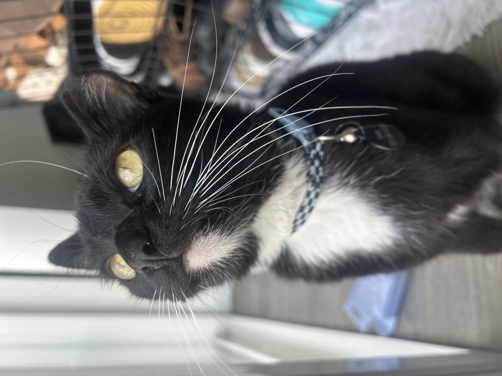 Tuxedo American short hair