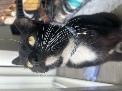 Tuxedo American short hair