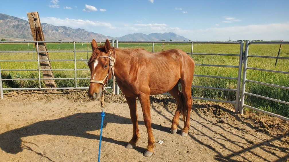 2 yr old Grade colt.