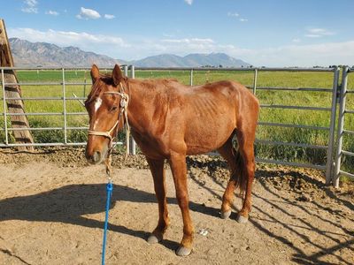 2 yr old Grade colt.