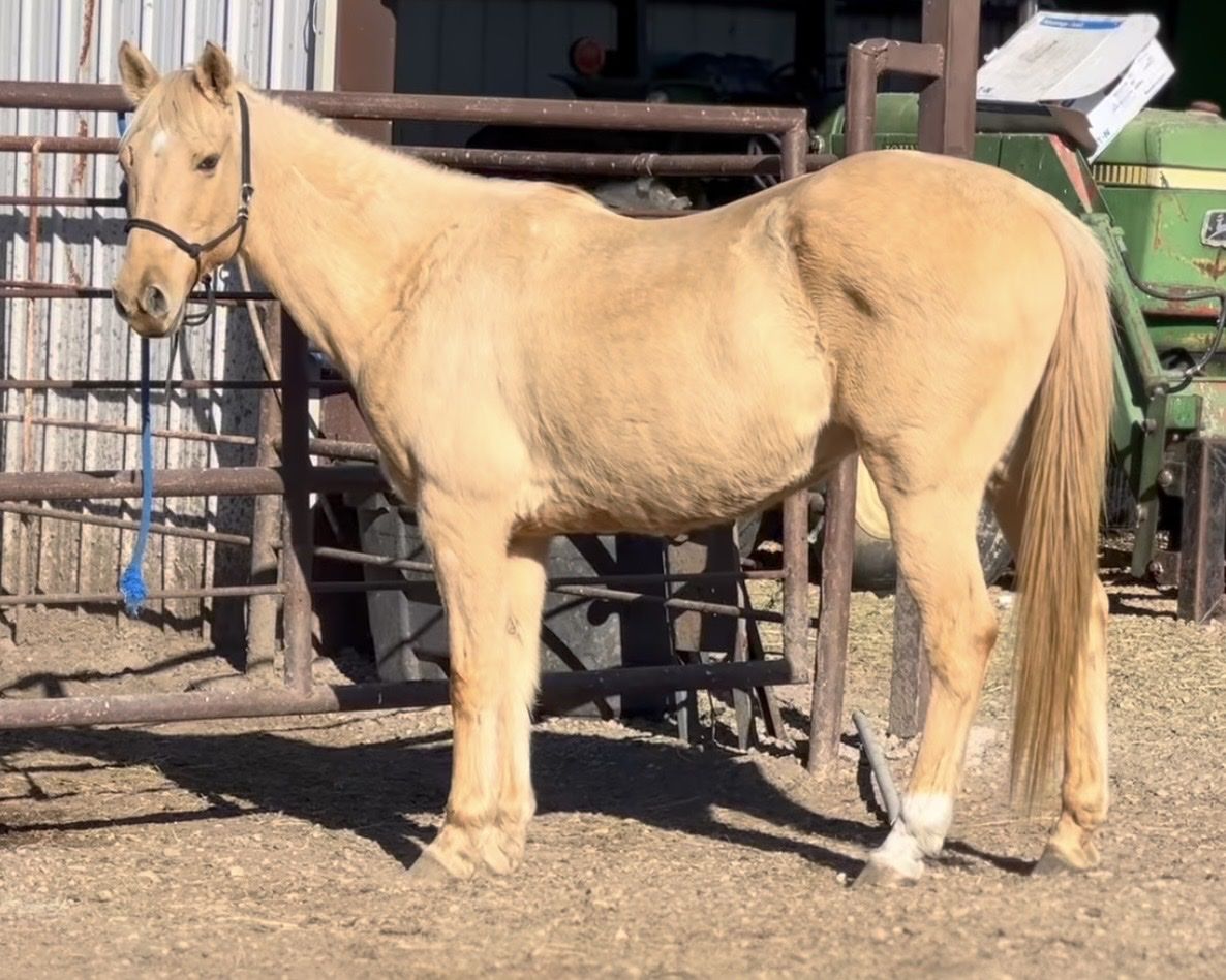 Pasture pet