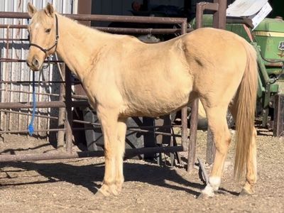 Pasture pet