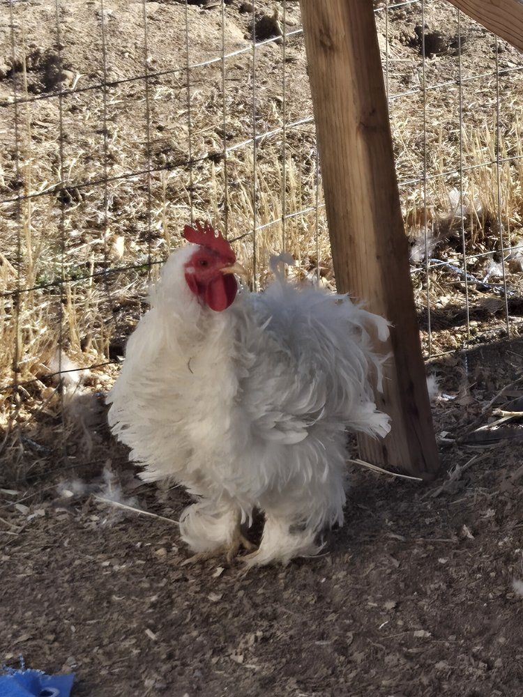 Free Frizzle Roosters!