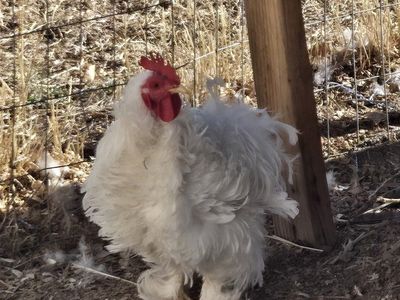Free Frizzle Roosters!