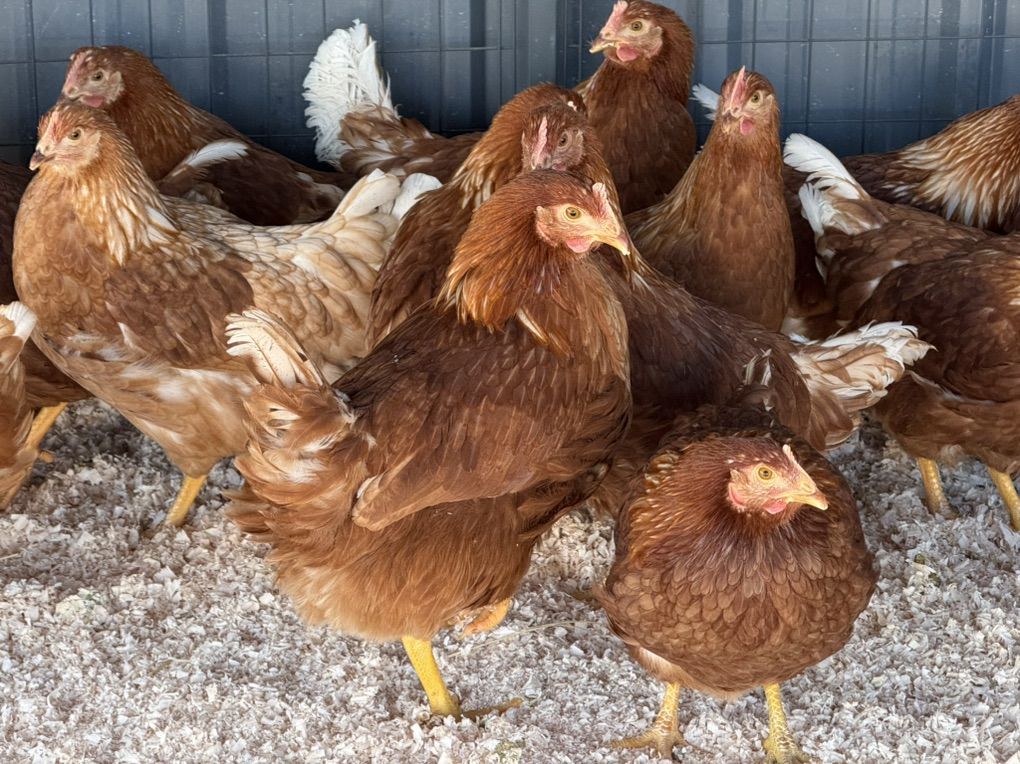 24 Wk Hy-Land Chickens Just Started Laying