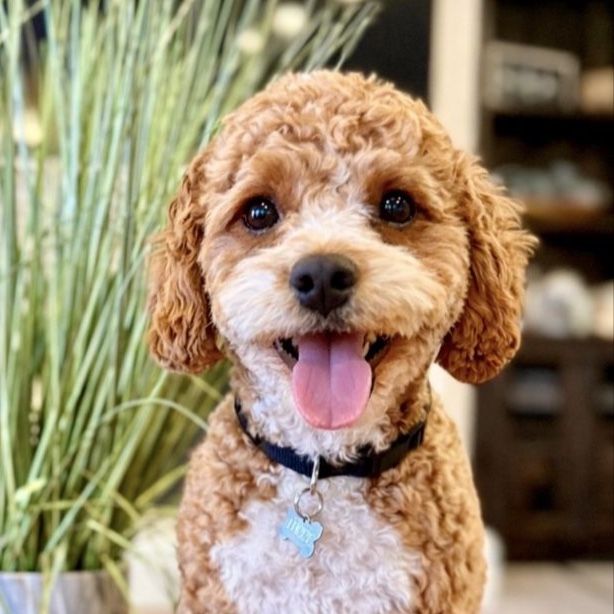 Cavapoo Stud F1, hidden phantom