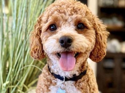 Cavapoo Stud F1, hidden phantom