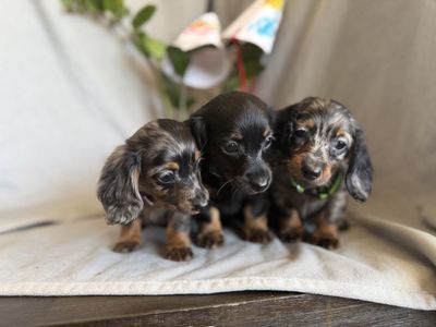 COLORFUL TWEENIE WEENIE DACHSHUNDS