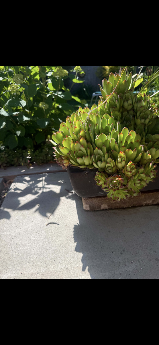 Vietnamese Pottery Planter with Mature Hens & Chicks – $149