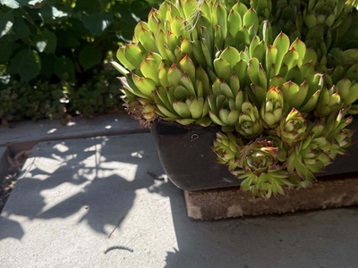 Vietnamese Pottery Planter with Mature Hens & Chicks – $149