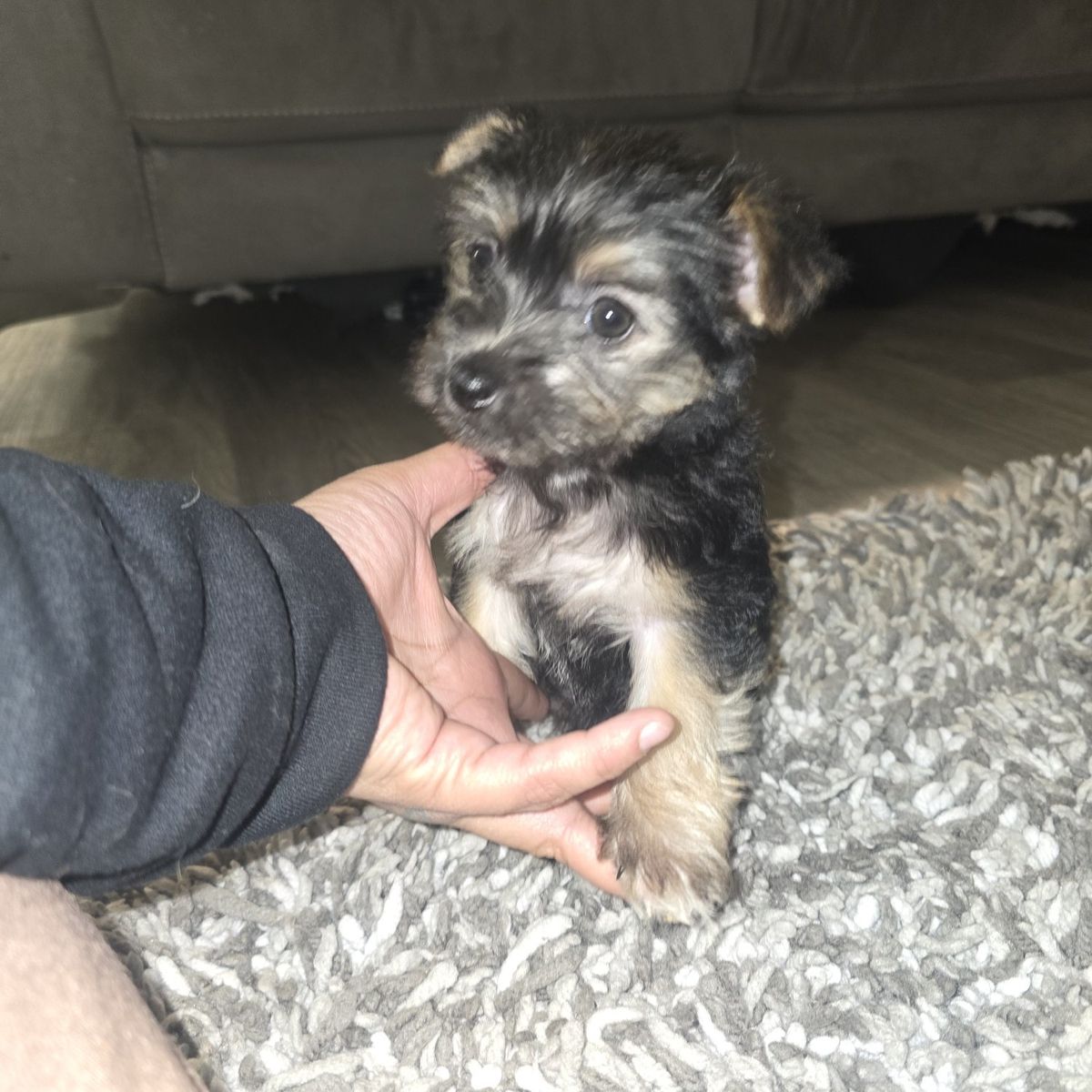 shorkie girl shih tzu terrier