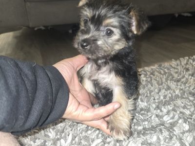 shorkie girl shih tzu terrier