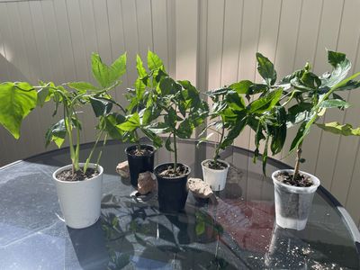 Lucky Money Tree and Monstera Deliciosa Plants (Rooted & Potted)