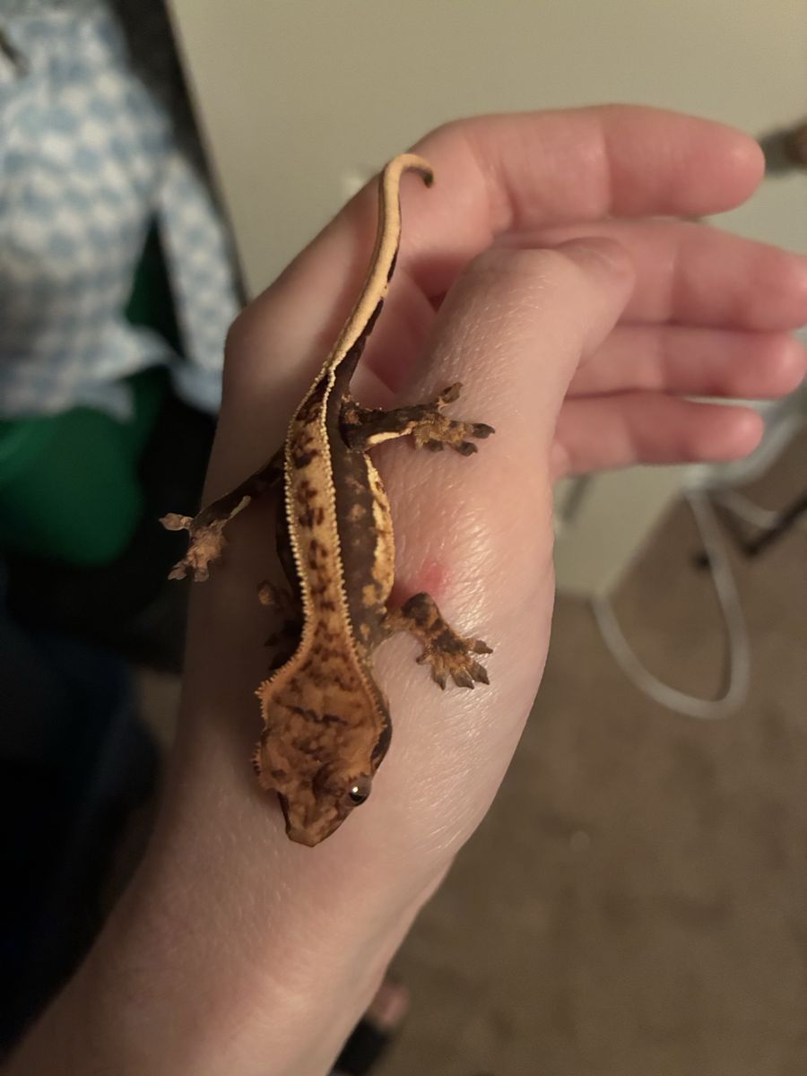 Baby Crested Gecko’s
