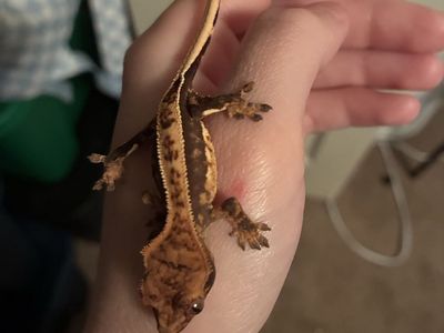 Baby Crested Gecko’s