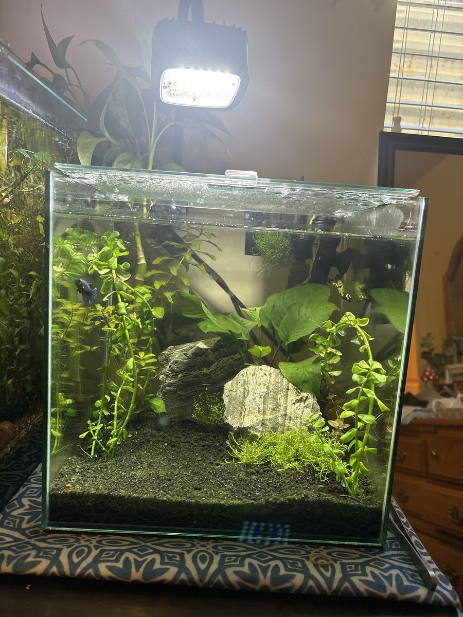 Female Betta and 6 Gallon Tank