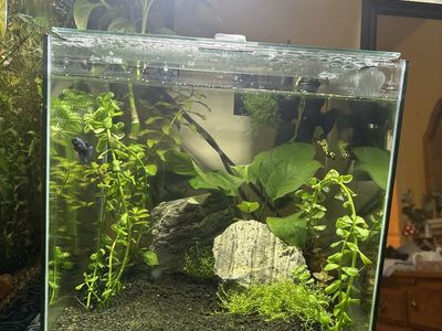 Female Betta and 6 Gallon Tank