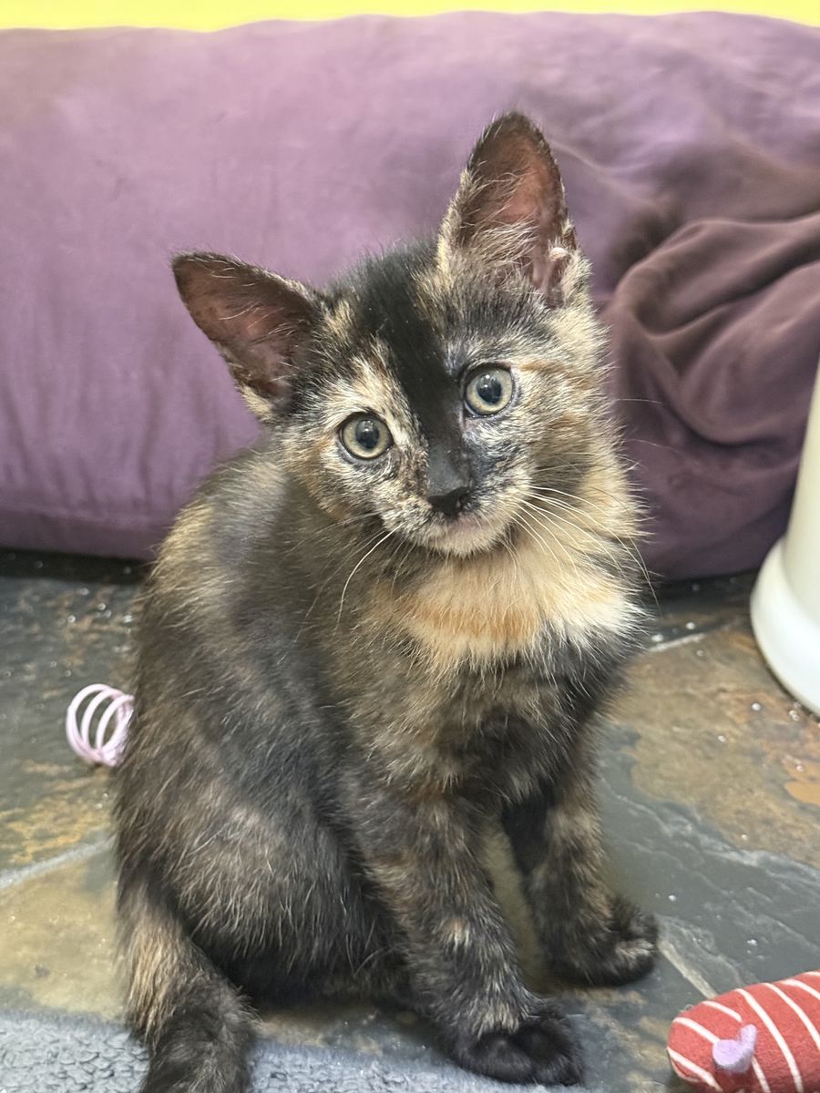 Sensei Wu and Tortellini in search of Forever Homes