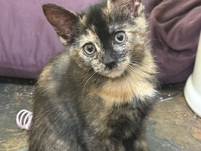 Sensei Wu and Tortellini in search of Forever Homes