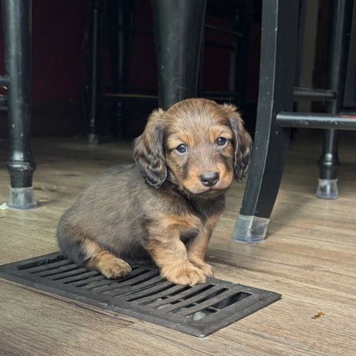 Mini long hair dachshund