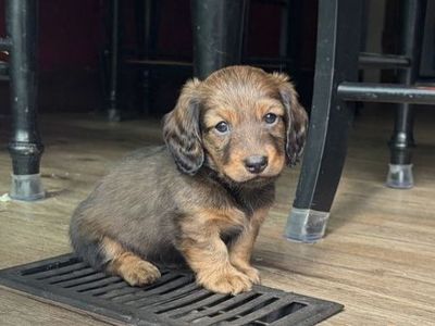 Mini long hair dachshund