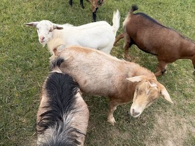 Fainting goats for sale