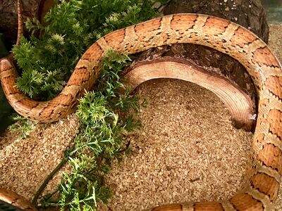 Female Hypo Sunkissed - 100% Het Scaleless 66% Het Caramel 50% Het Amel 50% Het Motley Corn Snake • Cornsnakes with Enclosure!