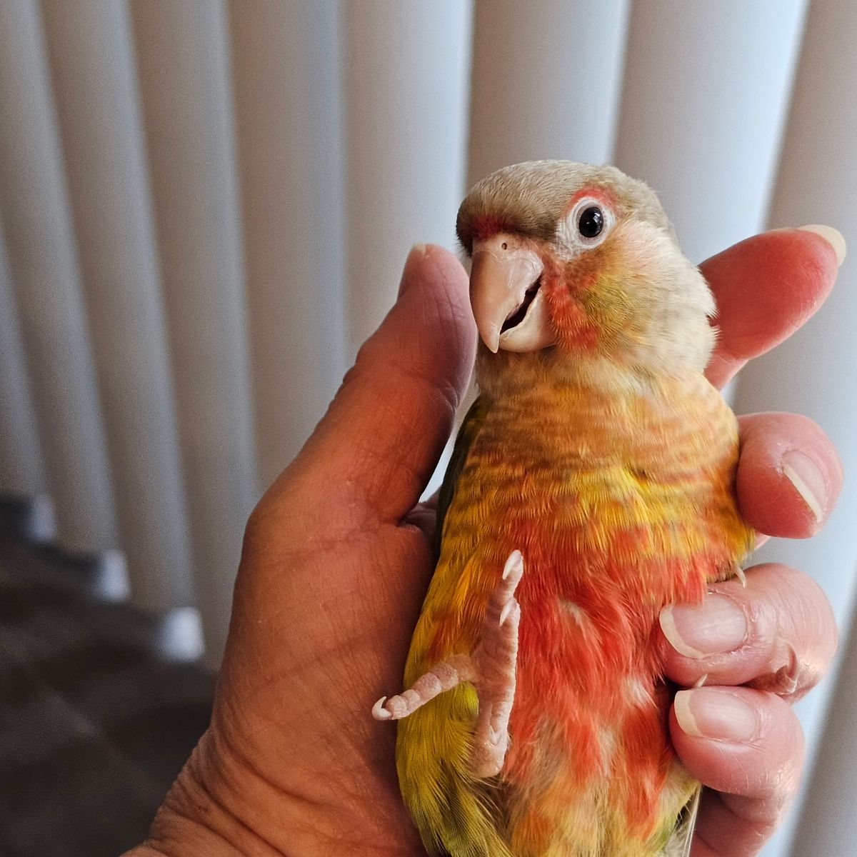 Sweet Handfed Green Cheek Conures  (just Weaned)