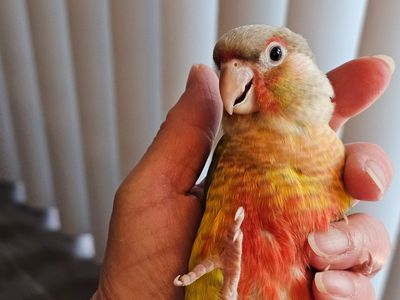 Sweet Handfed Green Cheek Conures (just Weaned)