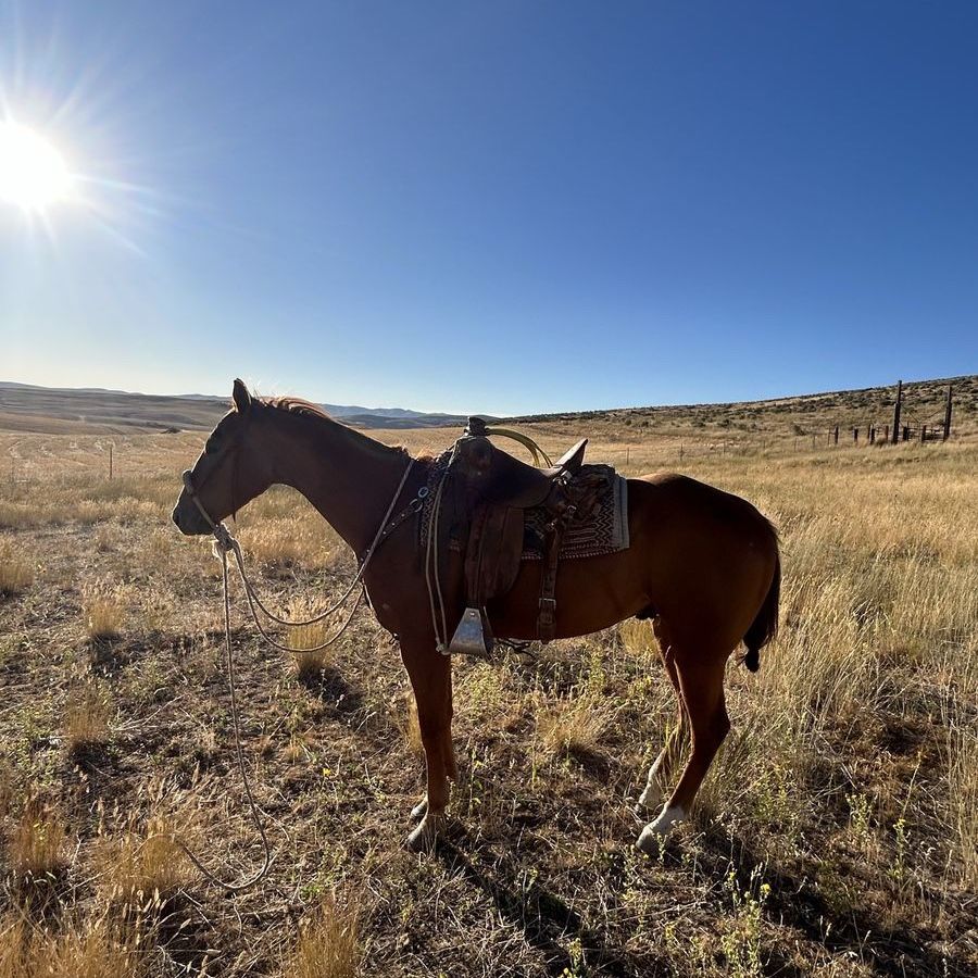 6 year old grade gelding
