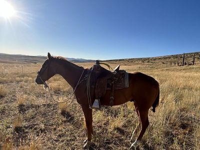 6 year old grade gelding