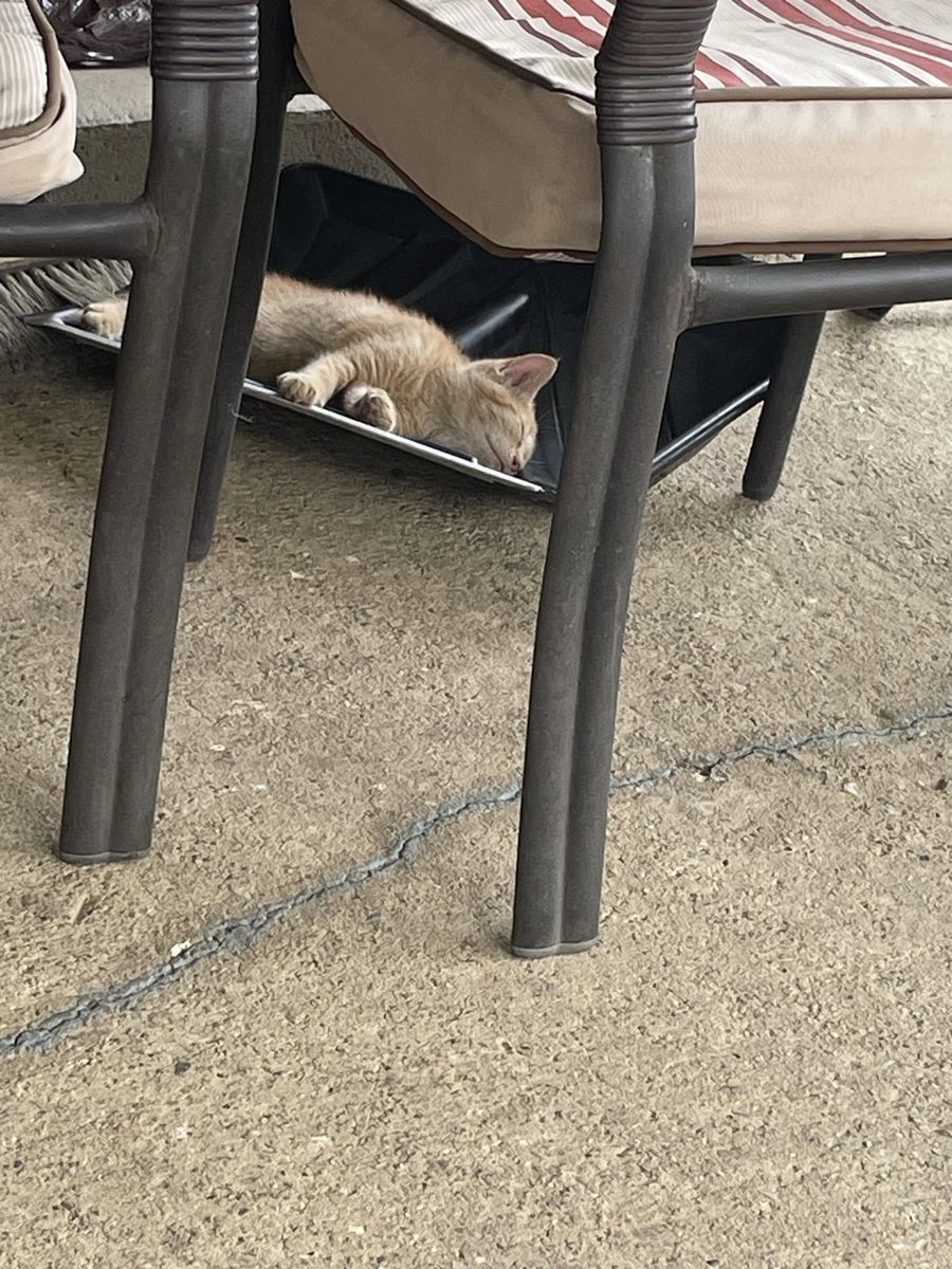 Free Wild Kittens
