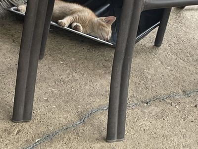 Free Wild Kittens