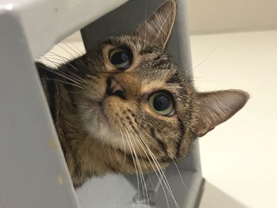 Hello my name is Croissant